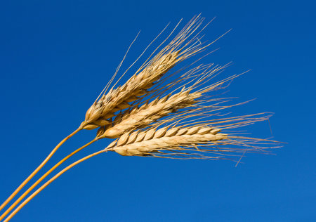 close-up ears of wheat against blue sky