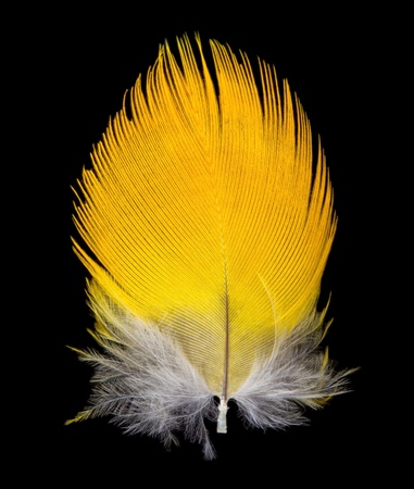 close-up feather, isolated on blackの写真素材