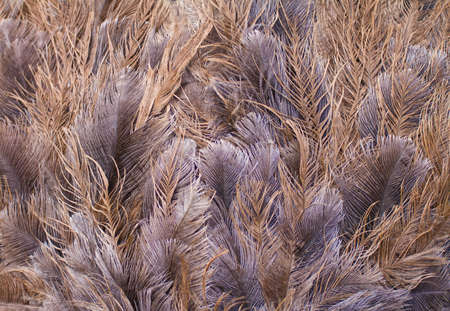  ostrich feathers background, selected focusの写真素材