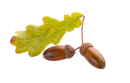 close-up two autumn acorns with oak leaves, isolated on whiteの写真素材