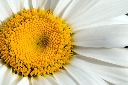 big camomile, macro shotの写真素材