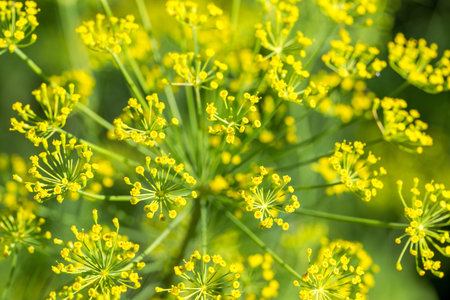 flowering dill on green background