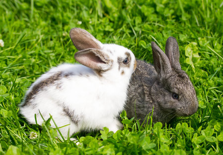 close-up two rabbits on green grass