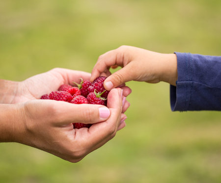 child taking raspberry from mother's hands