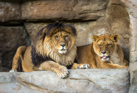 close-up pair of lions lying on stonesの写真素材