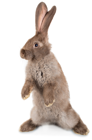 rabbit standing on hind legs, isolated on whiteの写真素材