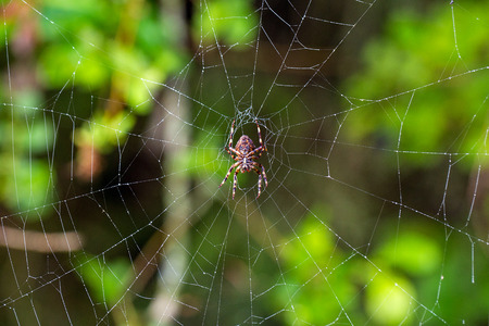 spider sitting on a cobweb on green backgroundの写真素材