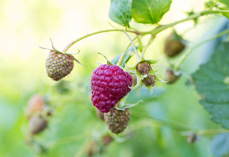 ripe raspberry branch  on green background