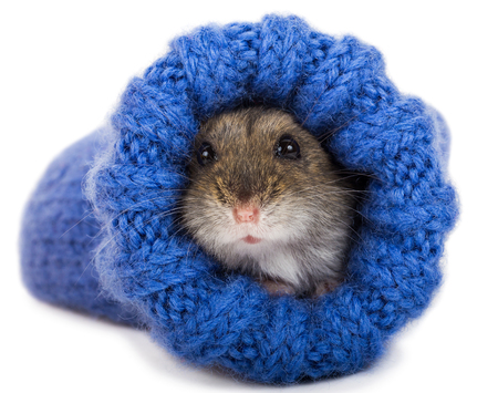 close-up little gray hamster sitting in knitted sock, isolated on whiteの写真素材