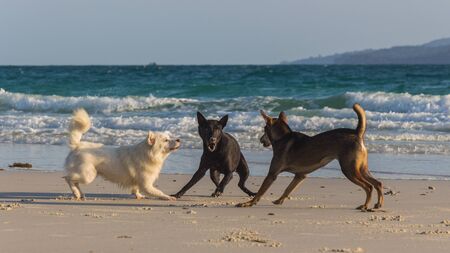 Three dogs are playing together at the beach, black, white, brown colorsの写真素材