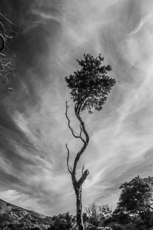 A portrait from Trees and Clouds