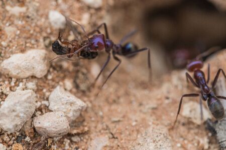 Tiny ants, shot with a macro lensの写真素材