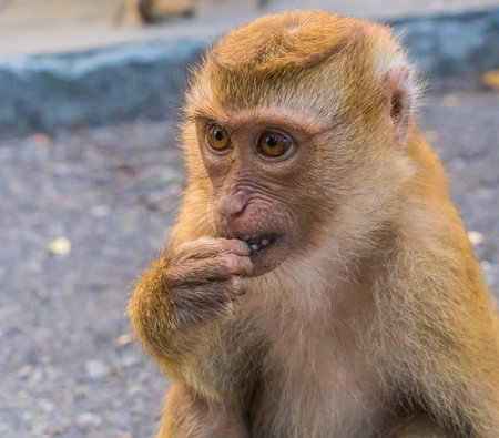 Macaque Monkeys of Monkey Hill, Phuket, Thailand