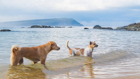 Two friends playing is the water