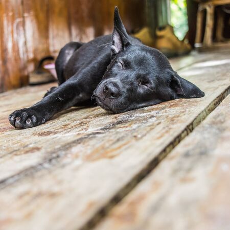Cute, sleeping Puppy black colorの写真素材