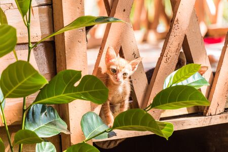 Young kitten playing in a Fenceの写真素材