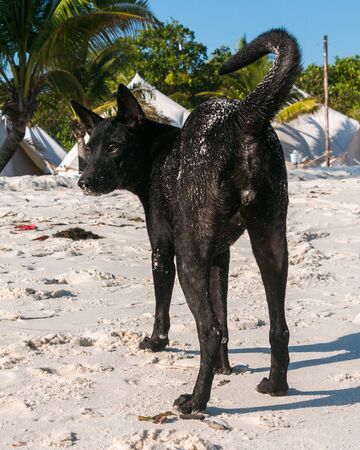 A happy dog is playing at the beach in the afternoonの写真素材