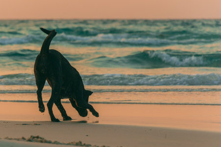 A black puppy is playing at the beach, at sunrise in the morning.の写真素材