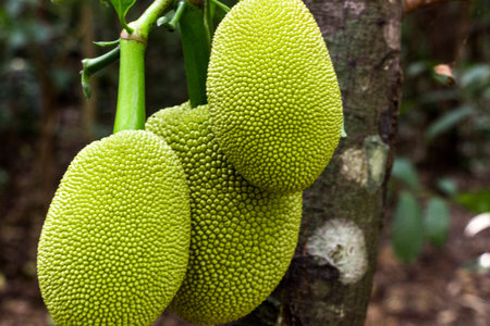 A green jackfruit hanging from a tree