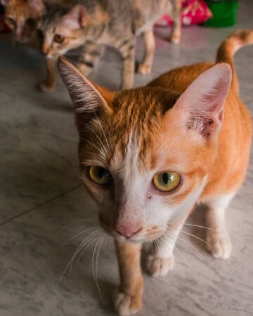 Cute cats in a cat shelterの写真素材