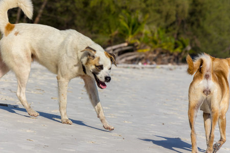 Two dogs are playing on the beach