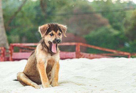 A cute puppy is sitting on the beachの写真素材
