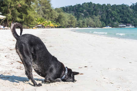 A black dog is digging a hole at the beachの写真素材