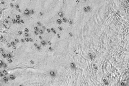 Tiny jelly fish is floating in the water, Balck and White