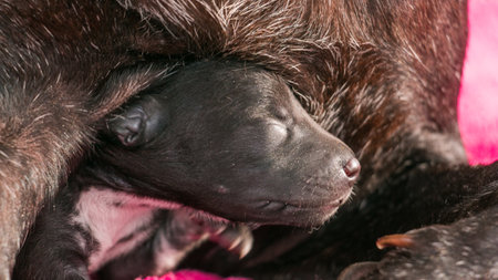 One week old puppies with mother dogの写真素材