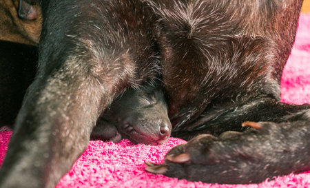 One week old puppies with mother dogの写真素材