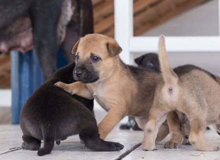 cute three week old puppy playing around