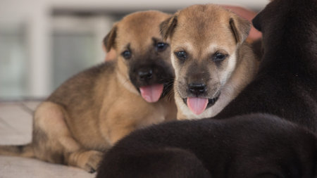 cute three week old puppy playing around