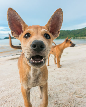 Cute two month old puppies playing at the beachの写真素材