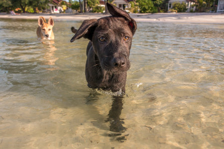 Cute two month old puppies playing at the beachの写真素材
