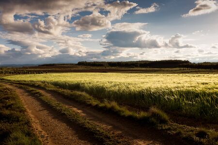 Small dirt path though a meadowの写真素材