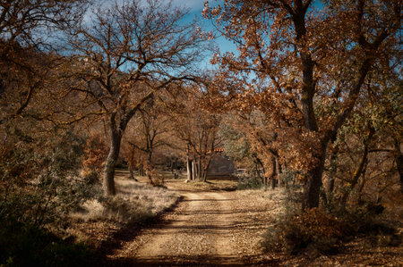 Small road among autumn trees