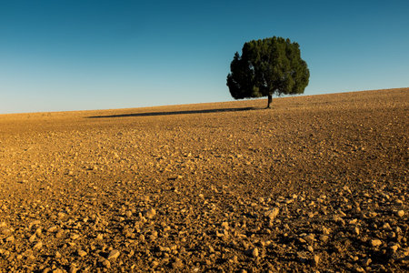 A lonely tree in the middle of the field.の写真素材