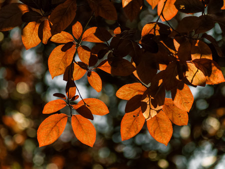 Tree leaves illuminated with fall colors.