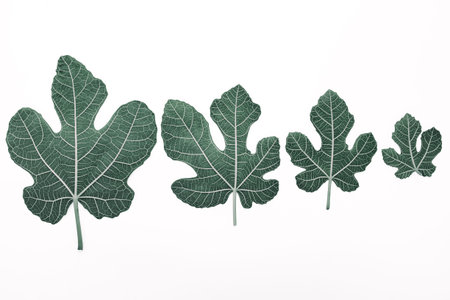 Fig leaves on white background