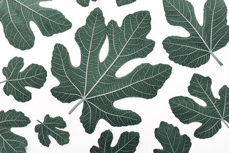 Fig leaves on white backgroundの写真素材