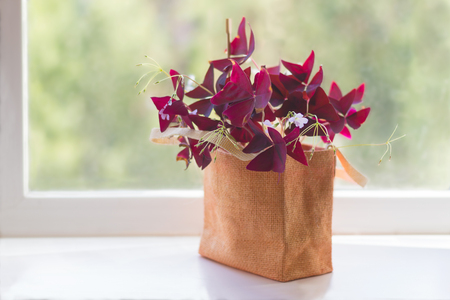 Houseplant Oxalis from the family Kislichnye (Oxidaceae) with dark-claret leaves on a window sillの写真素材