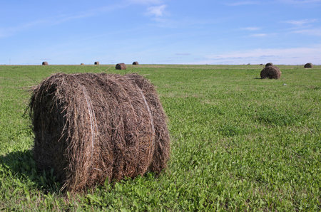 round haystack green field day view