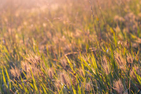 summer background with ears and grass sun light in frontの写真素材
