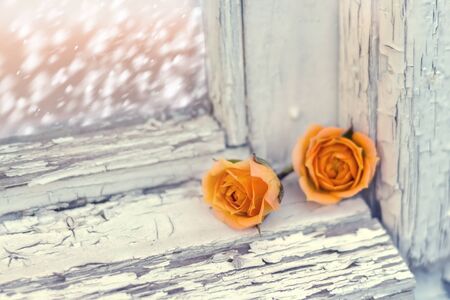 two small roses on old wooden window, snowfall behindの写真素材