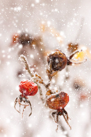 rosehip  brunches under the snow in the winter dayの写真素材