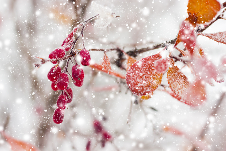 barberry brunches under the snow on the winter dayの写真素材