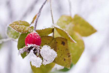 hawthorn brunches under the snow in the winter dayの写真素材