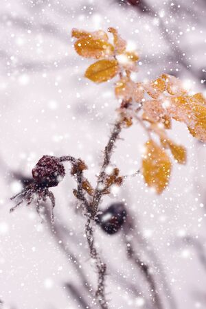 rosehip  brunches under the snow in the winter dayの写真素材