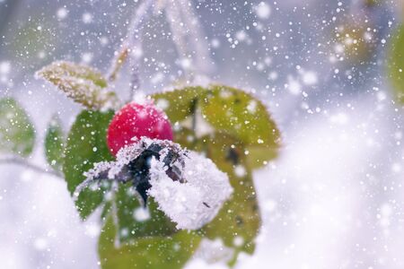 hawthorn brunches under the snow in the winter dayの写真素材