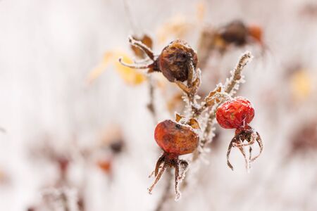 rosehip  brunches under the snow in the winter dayの写真素材